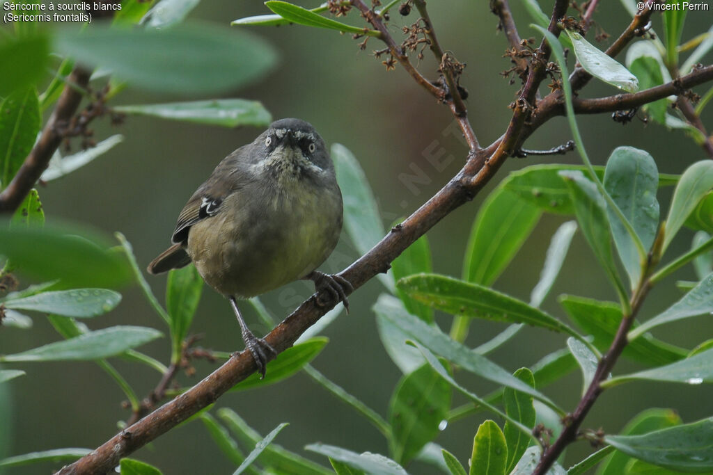 White-browed Scrubwrenadult