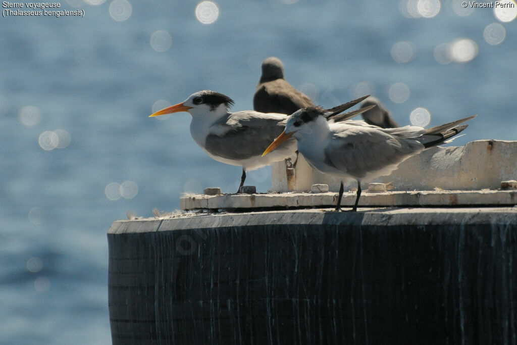 Lesser Crested Tern