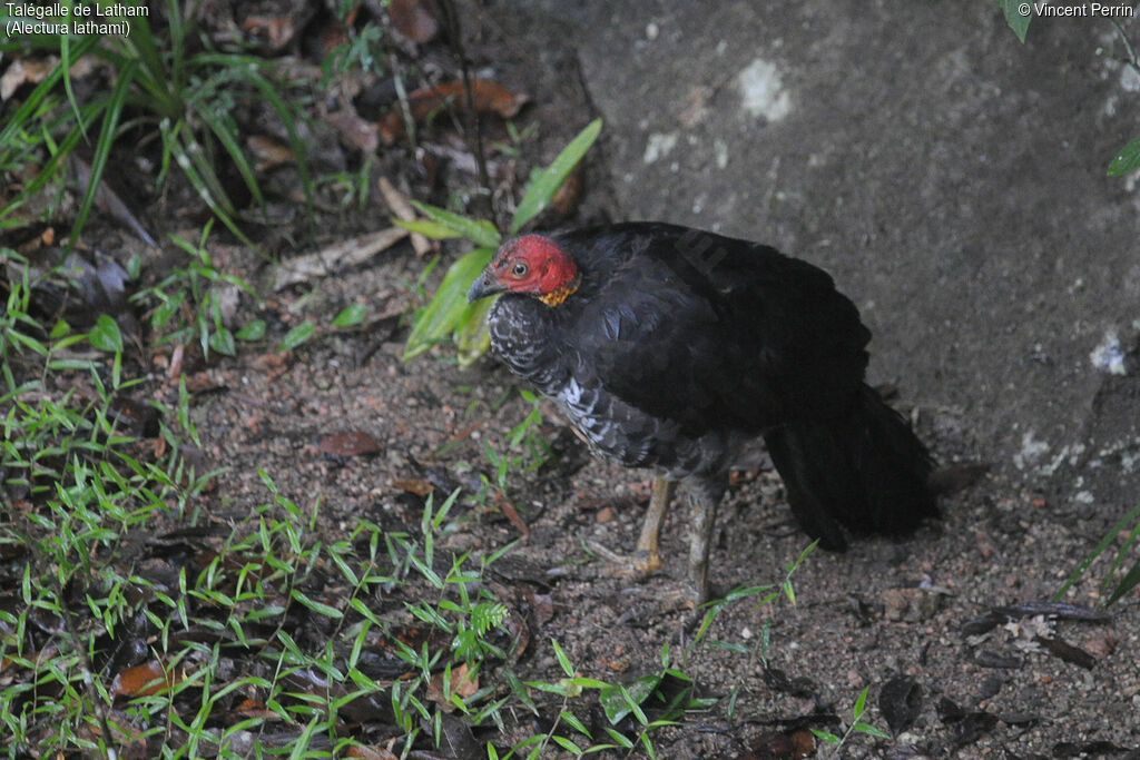 Australian Brushturkey