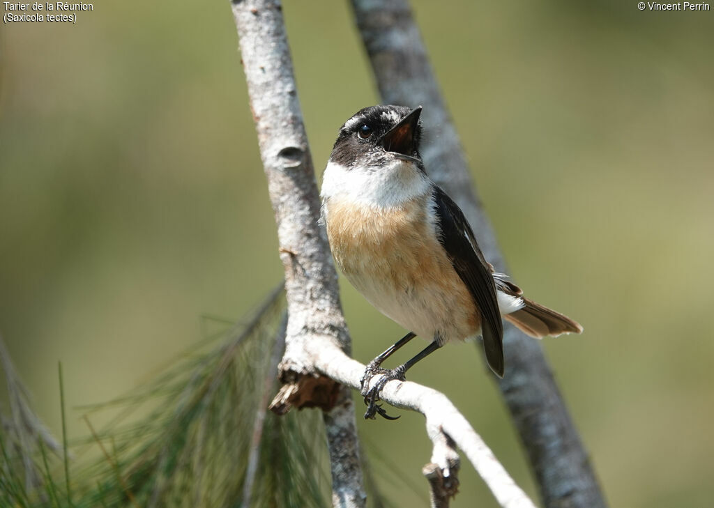 Reunion Stonechat male adult, song