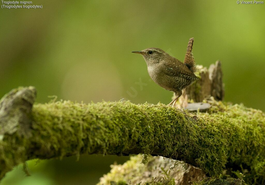 Eurasian Wren