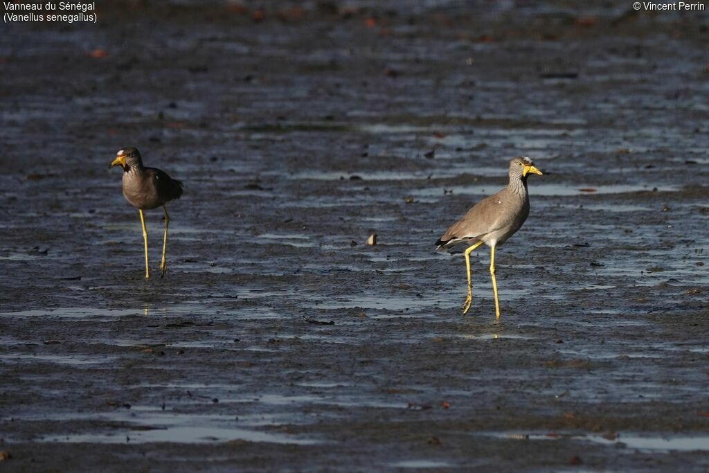 African Wattled Lapwing, eats