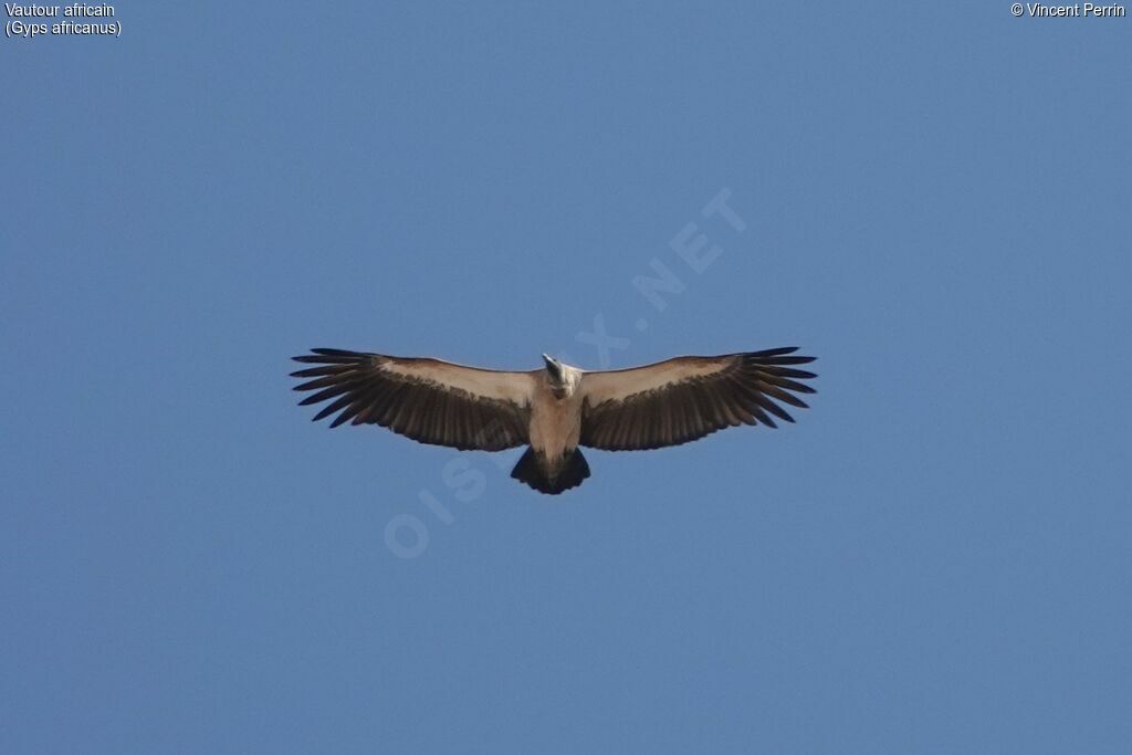 White-backed Vulture