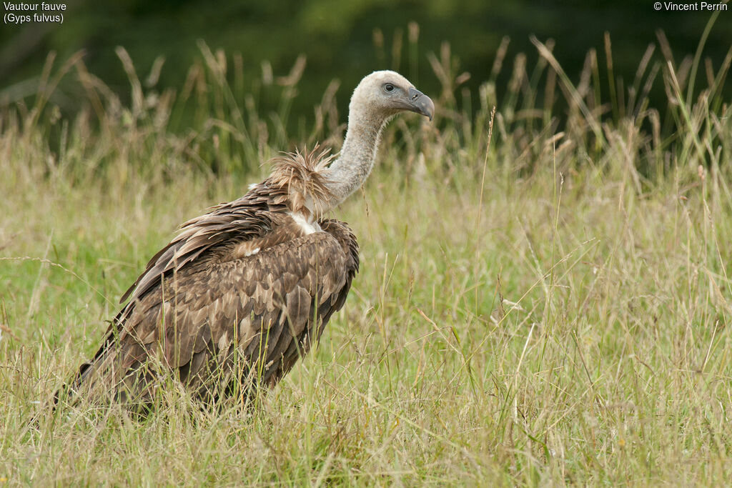 Vautour fauveimmature