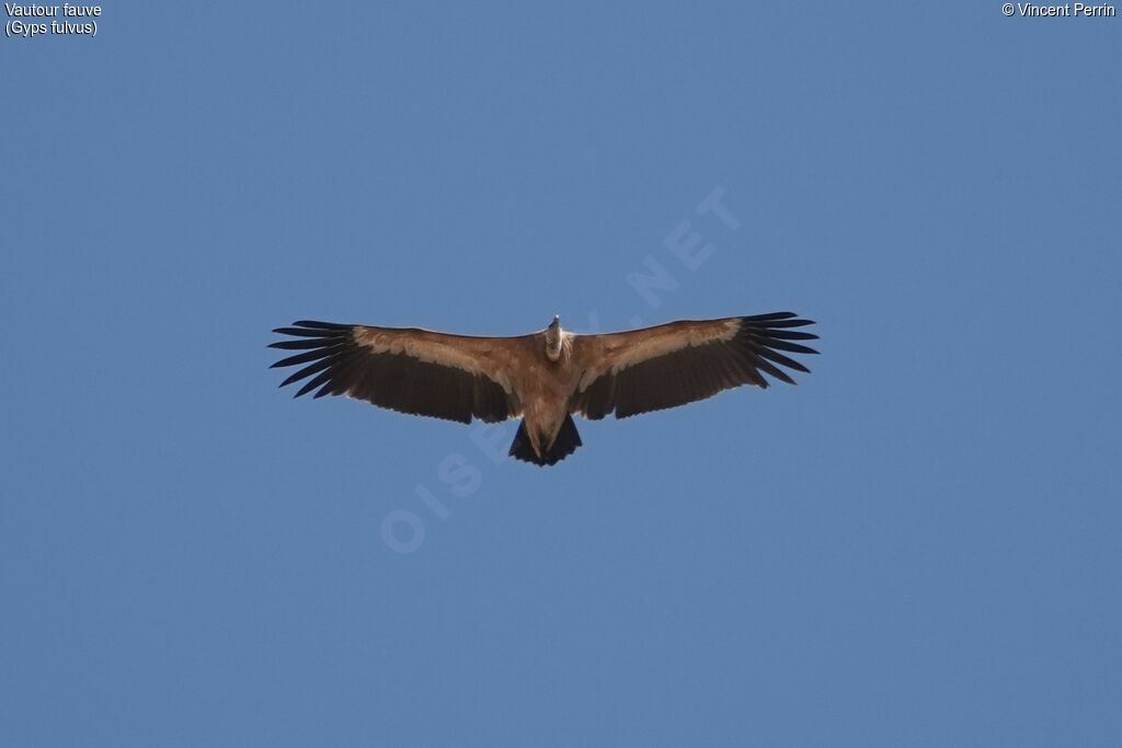 Vautour fauve