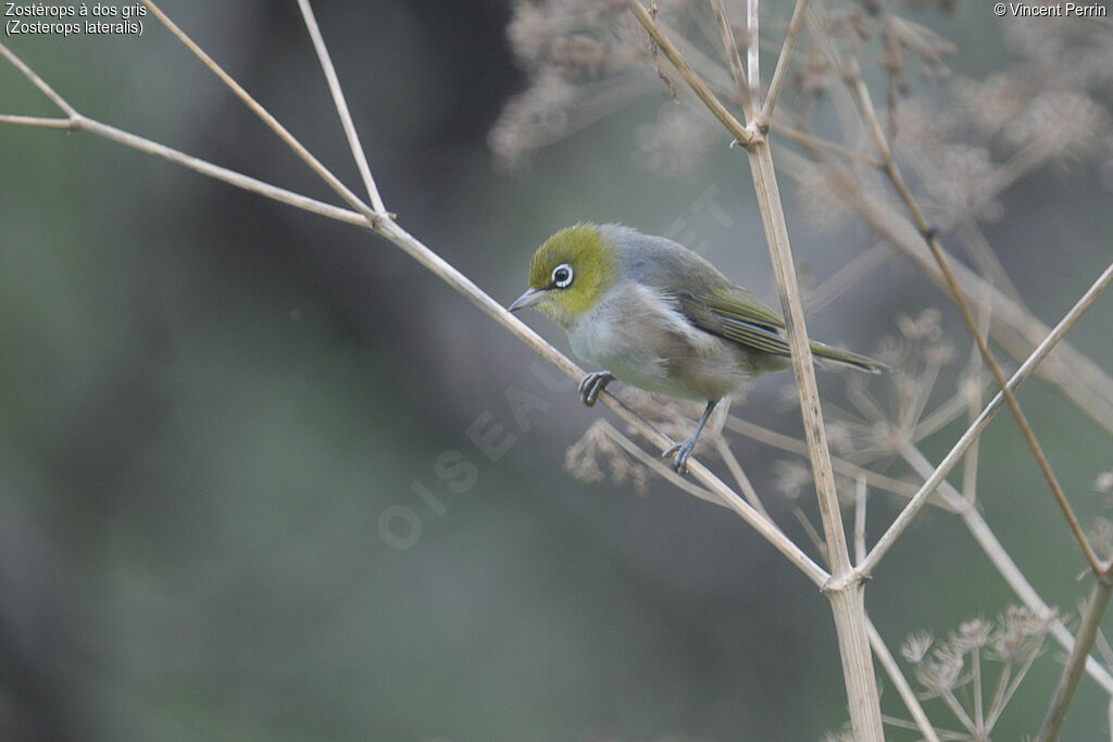 Zostérops à dos gris