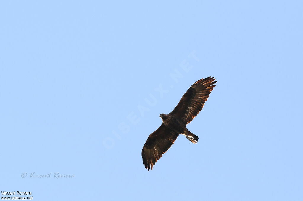Aigle royaladulte, identification, mue, composition, Vol