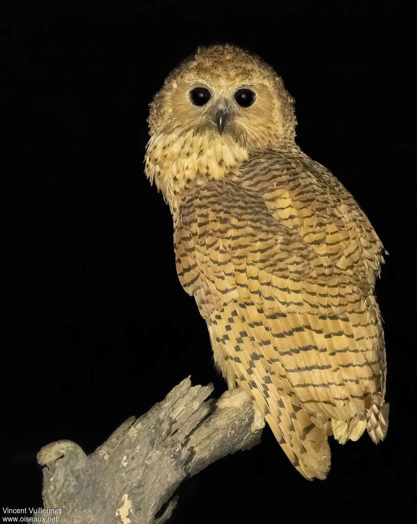 Chouette-pêcheuse de Pel