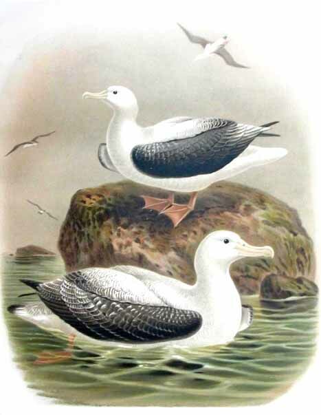 Albatros hurleur