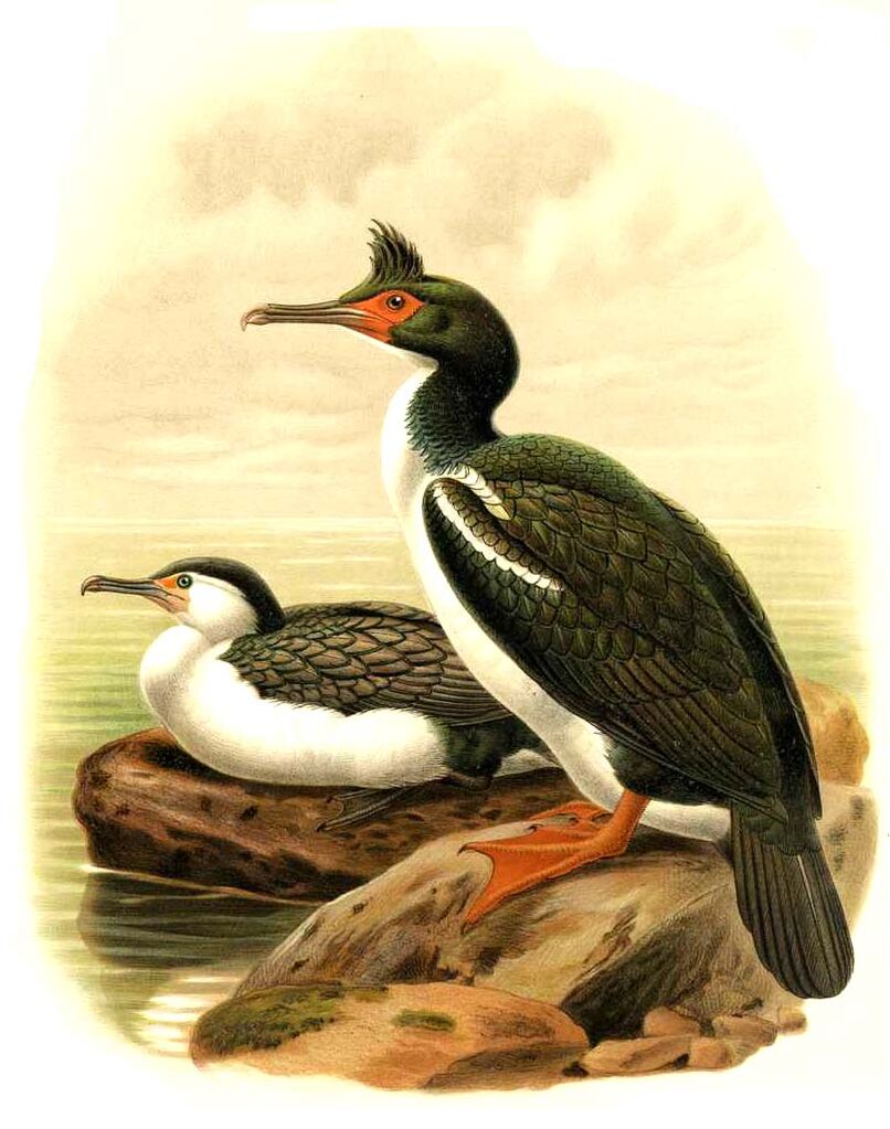 Cormoran caronculé