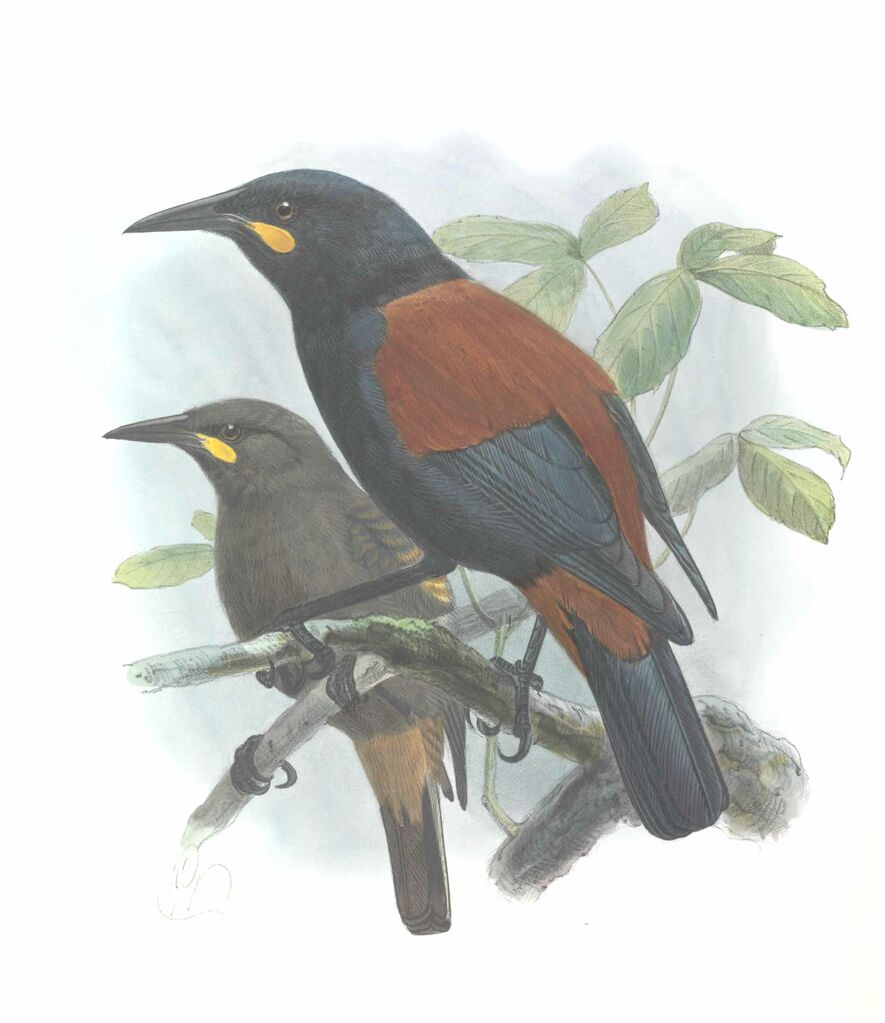 South Island Saddleback