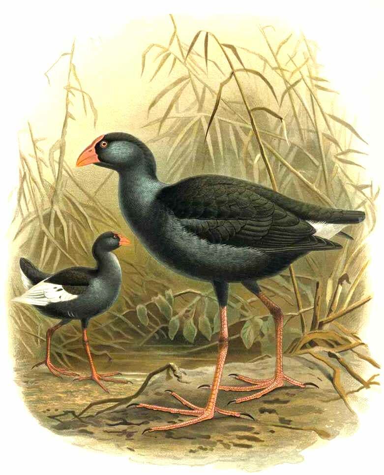 Talève australe
