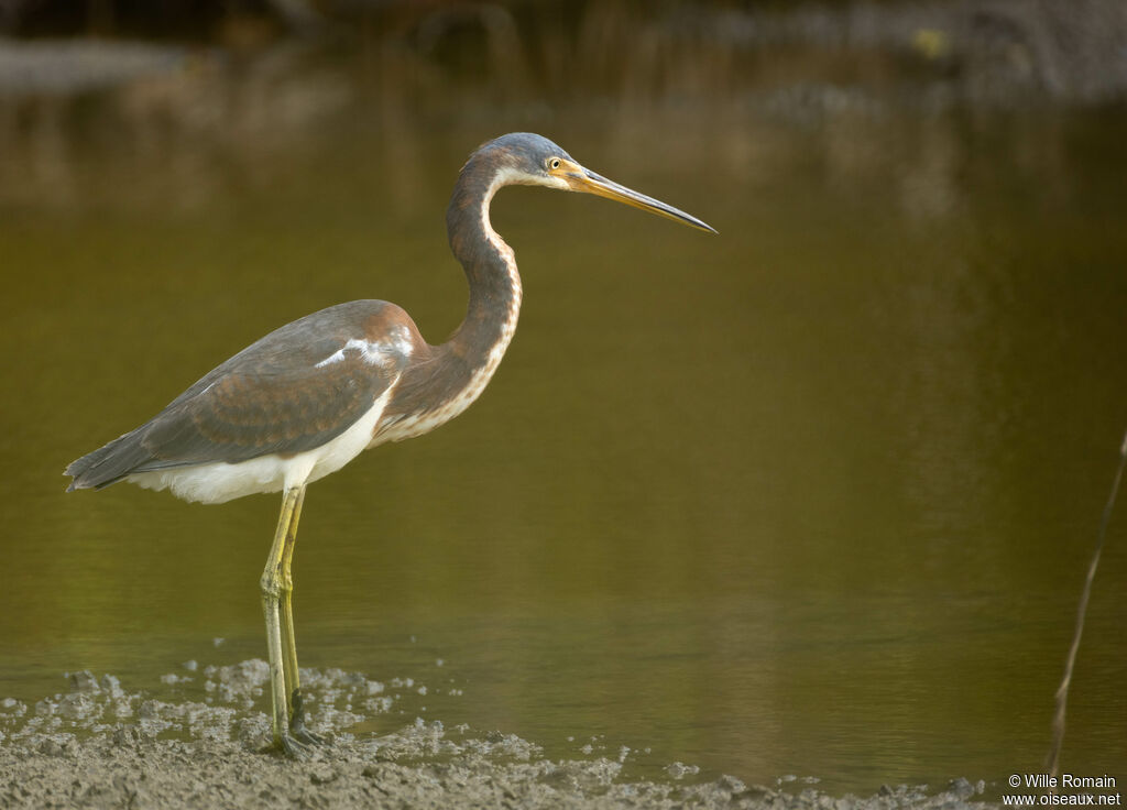 Aigrette tricoloreimmature