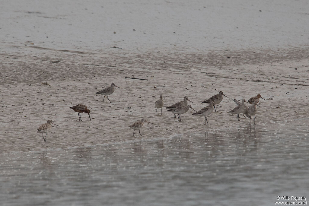 Bar-tailed Godwitbreeding, walking