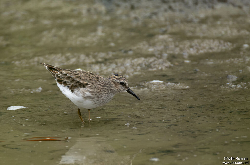 Bécasseau minuscule