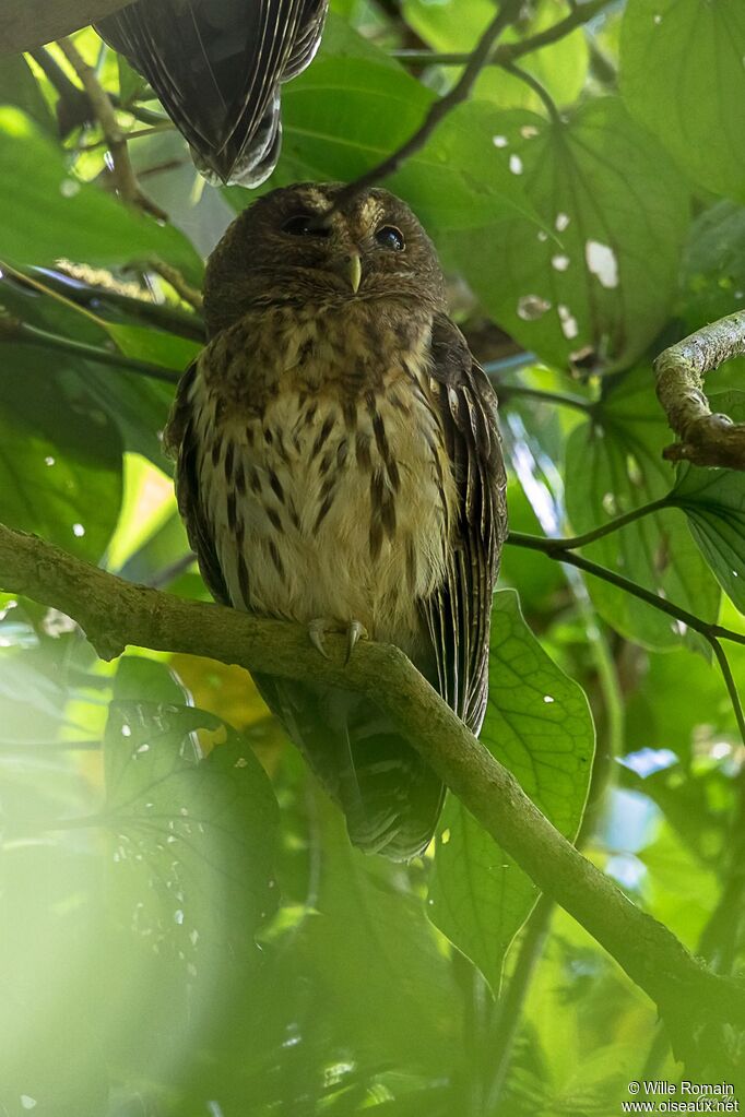 Chouette mouchetéeadulte