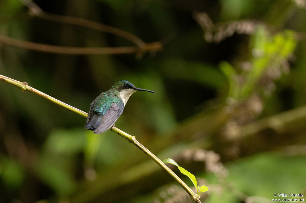 Colibri à tête bleue