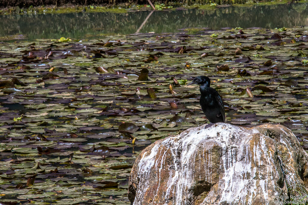 Little Cormorantadult breeding