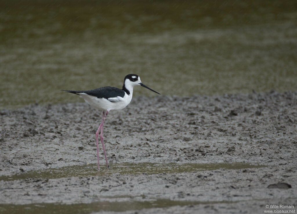 Échasse d'Amériqueadulte