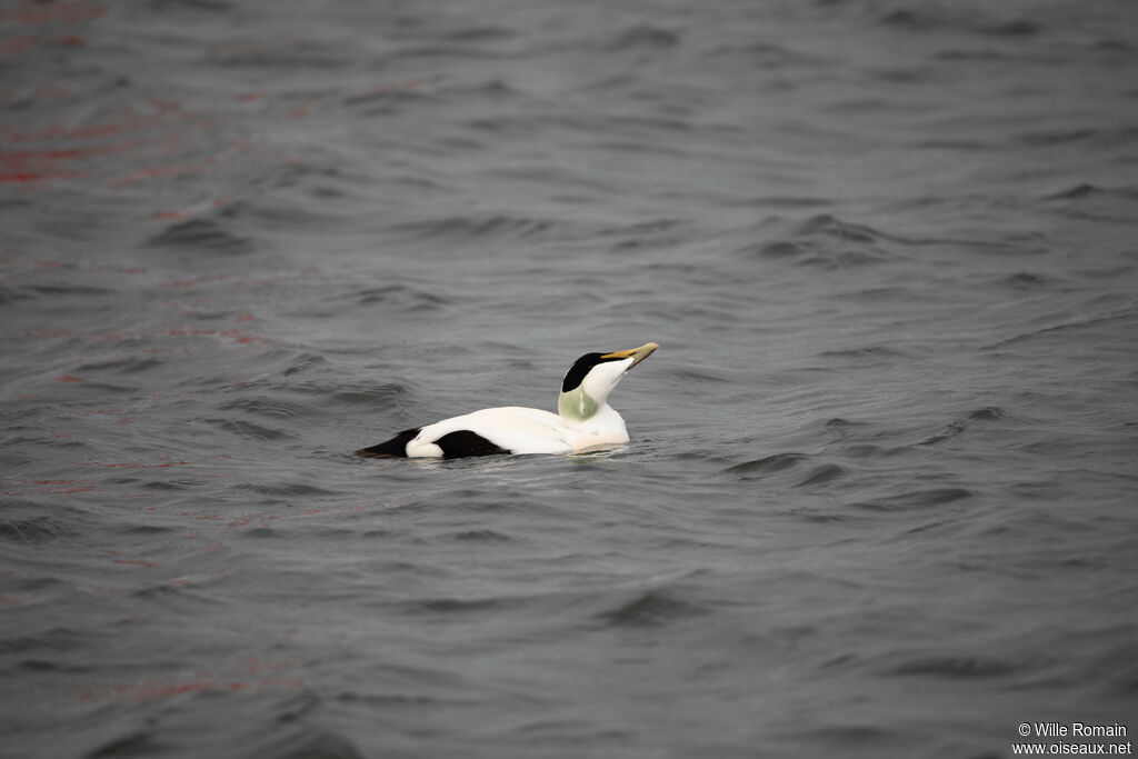 Eider à duvet mâle adulte nuptial