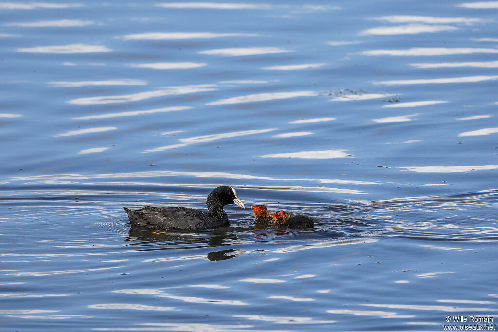 Eurasian Coot, swimming