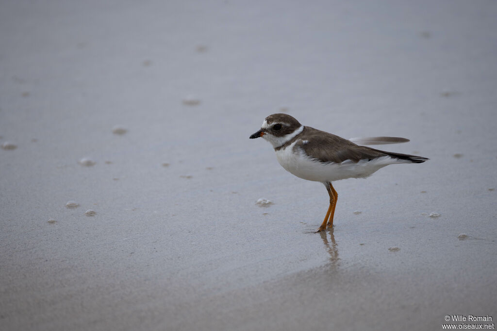 Gravelot semipalmé - Pluvier semipalmé<br />adulte