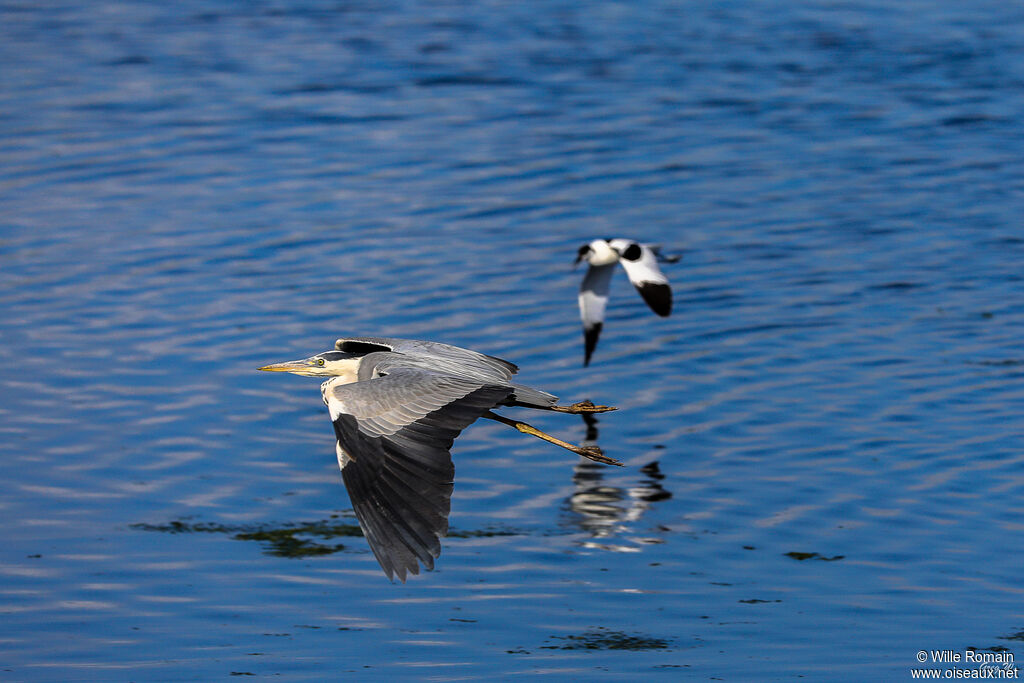 Grey Heronadult, Flight