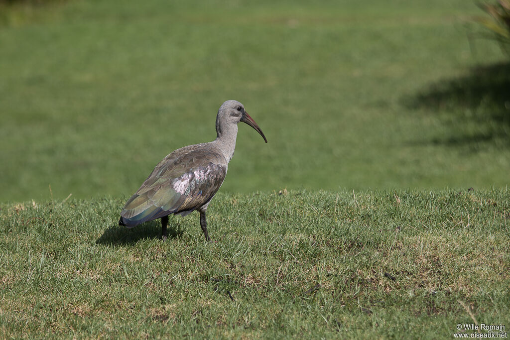 Ibis hagedashadulte