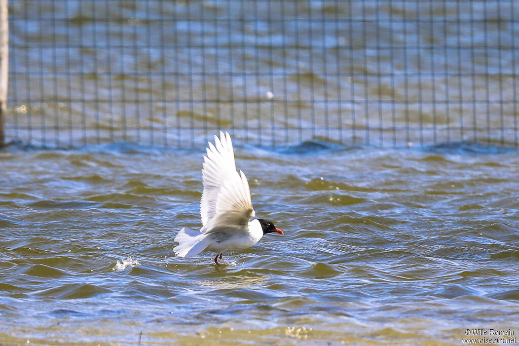 Mouette mélanocéphaleadulte nuptial, soins, Vol