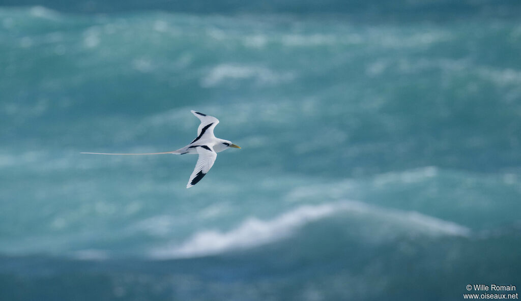 Phaéton à bec jauneadulte, Vol