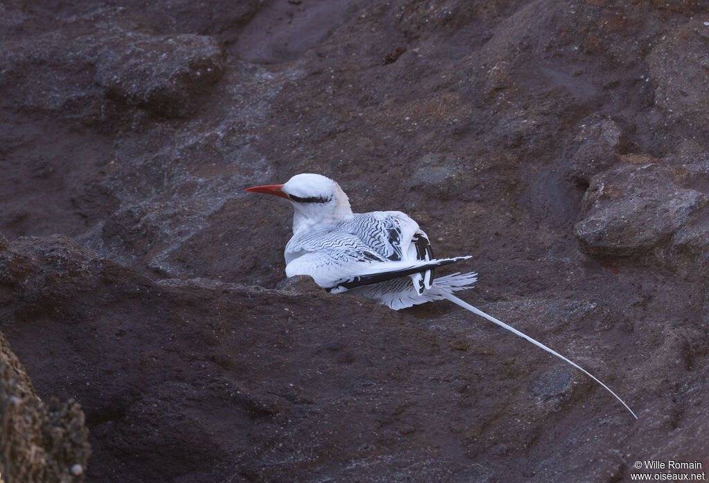 Phaéton à bec rougeadulte, marche