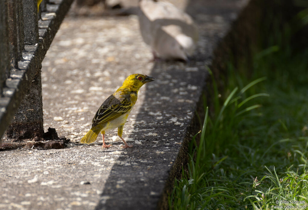 Tisserin gendarme femelle