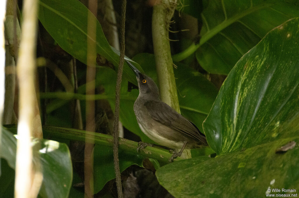 Trembleur grisadulte