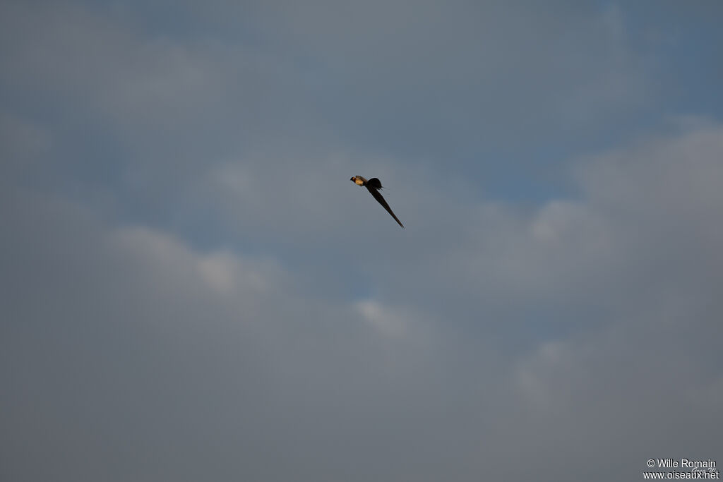 Long-tailed Paradise Whydah male adult breeding, Flight, courting display