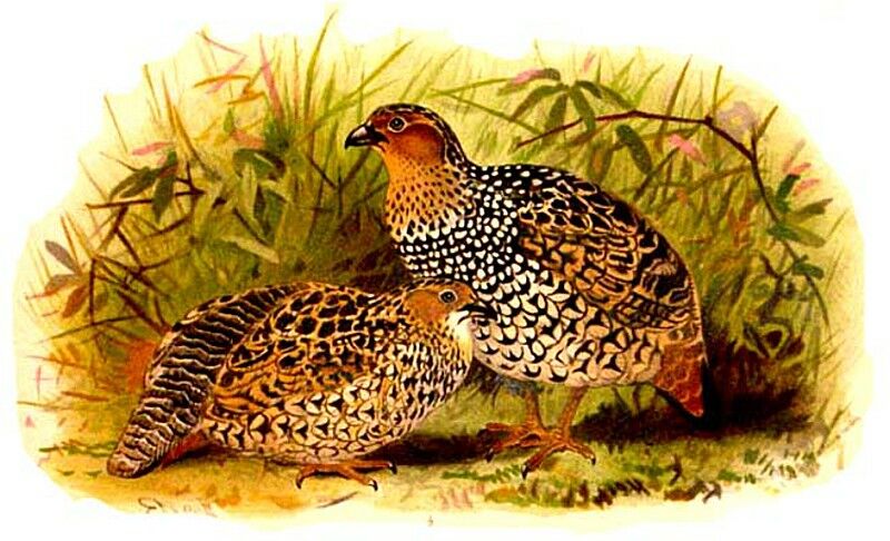 Francolin peint
