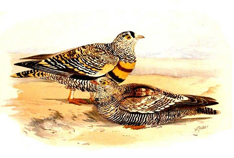 Ganga de Lichtenstein