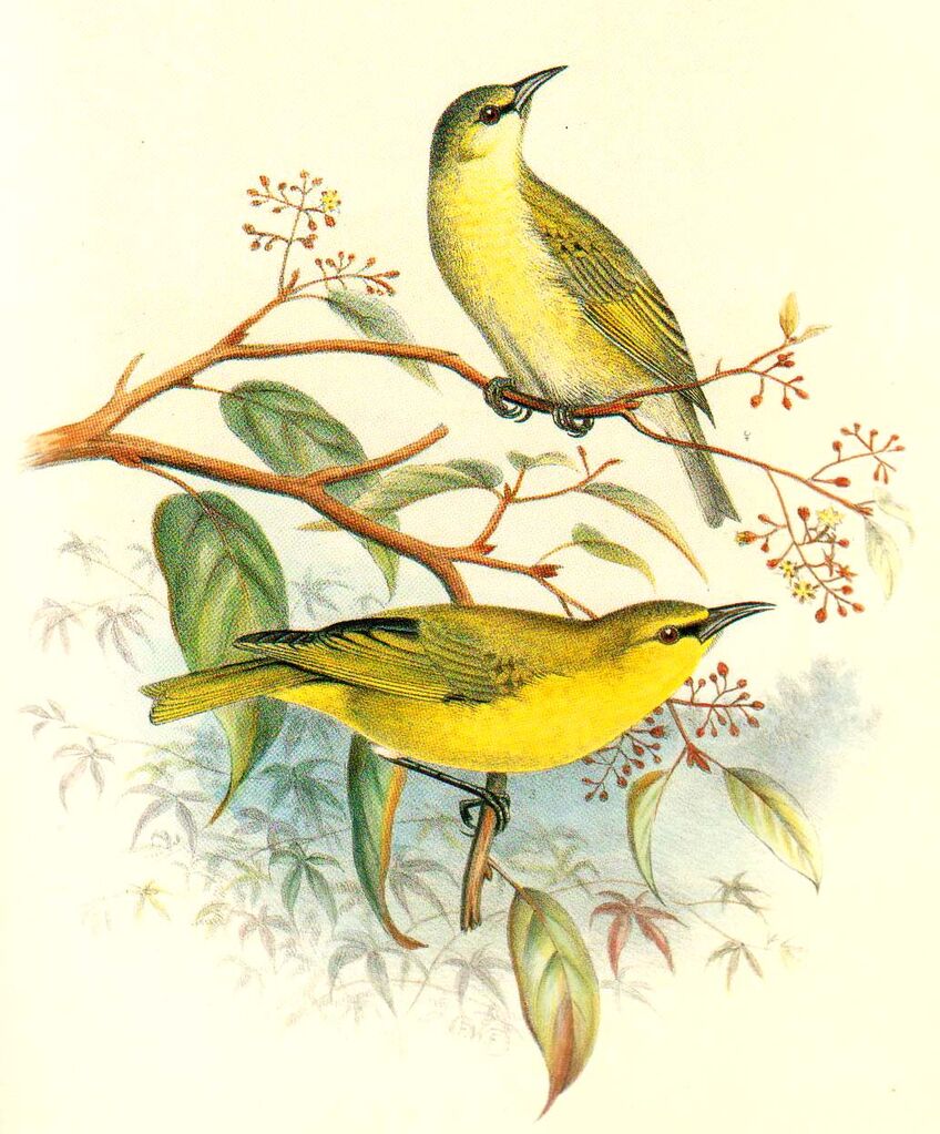 Amakihi familier