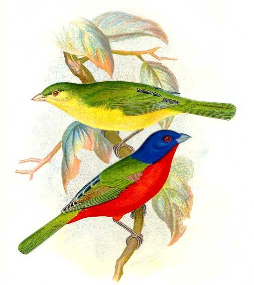 Passerin nonpareil