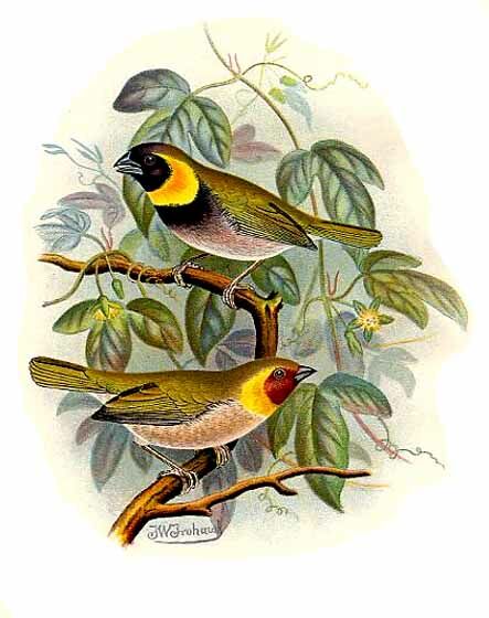 Cuban Grassquit