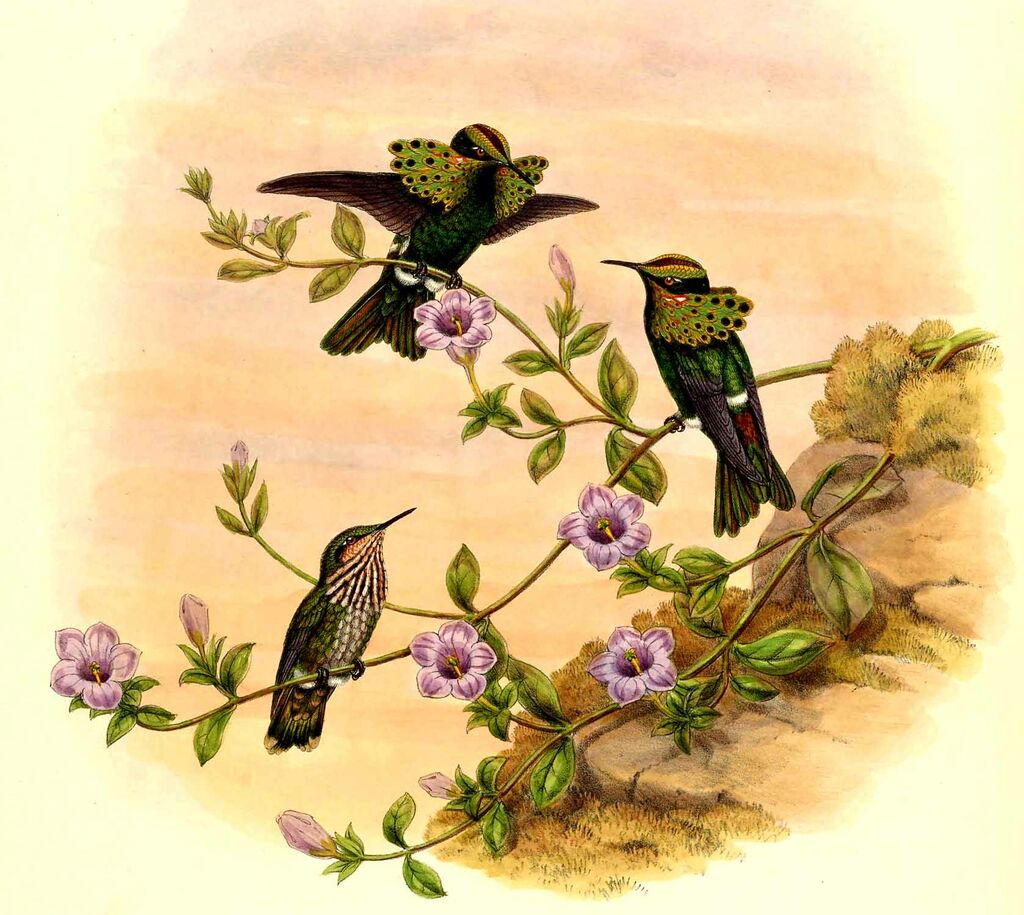 Peacock Coquette