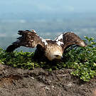 Aigle impérial