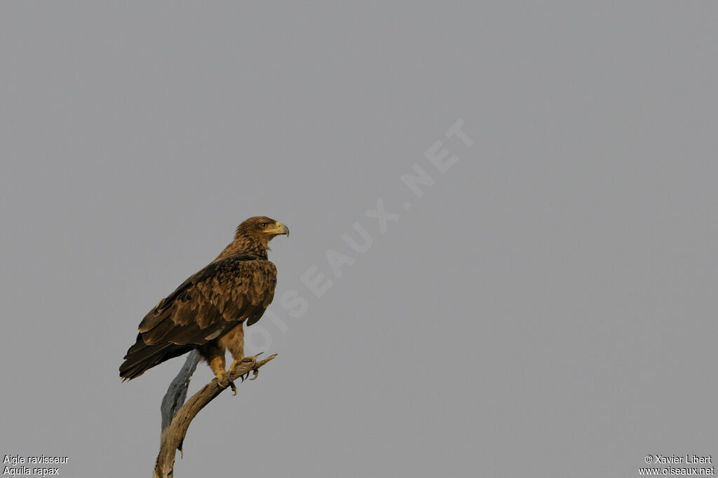 Aigle ravisseuradulte, identification