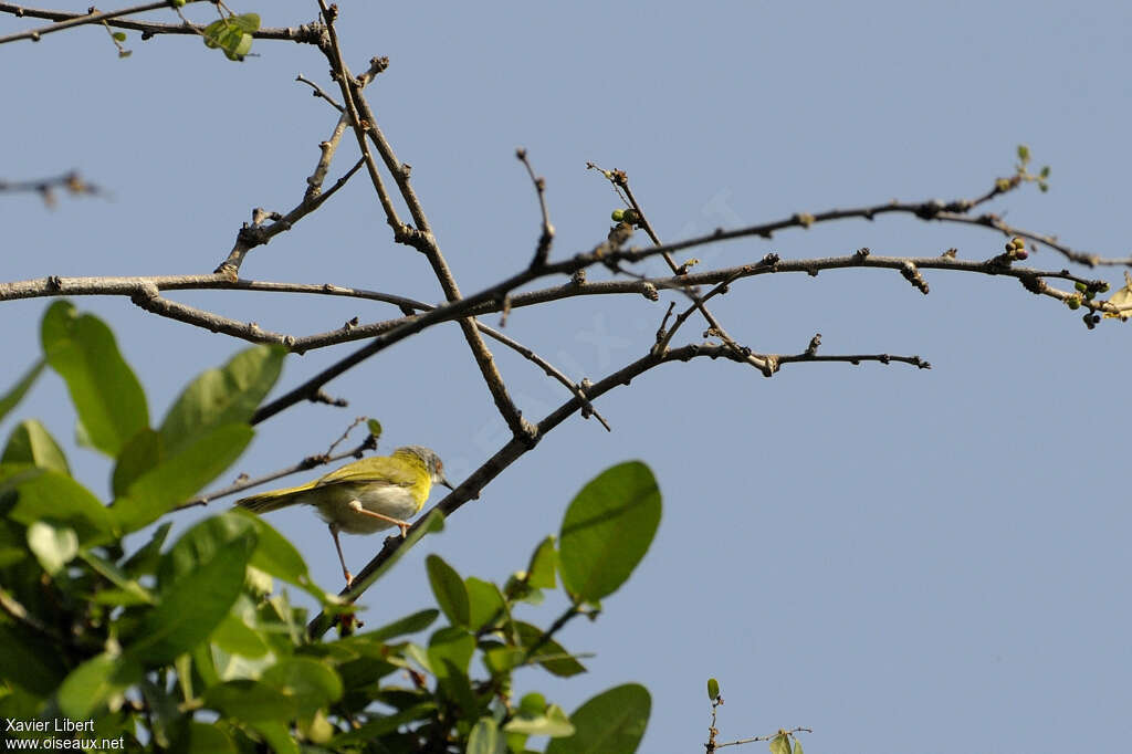 Apalis à gorge jaune mâle adulte, habitat
