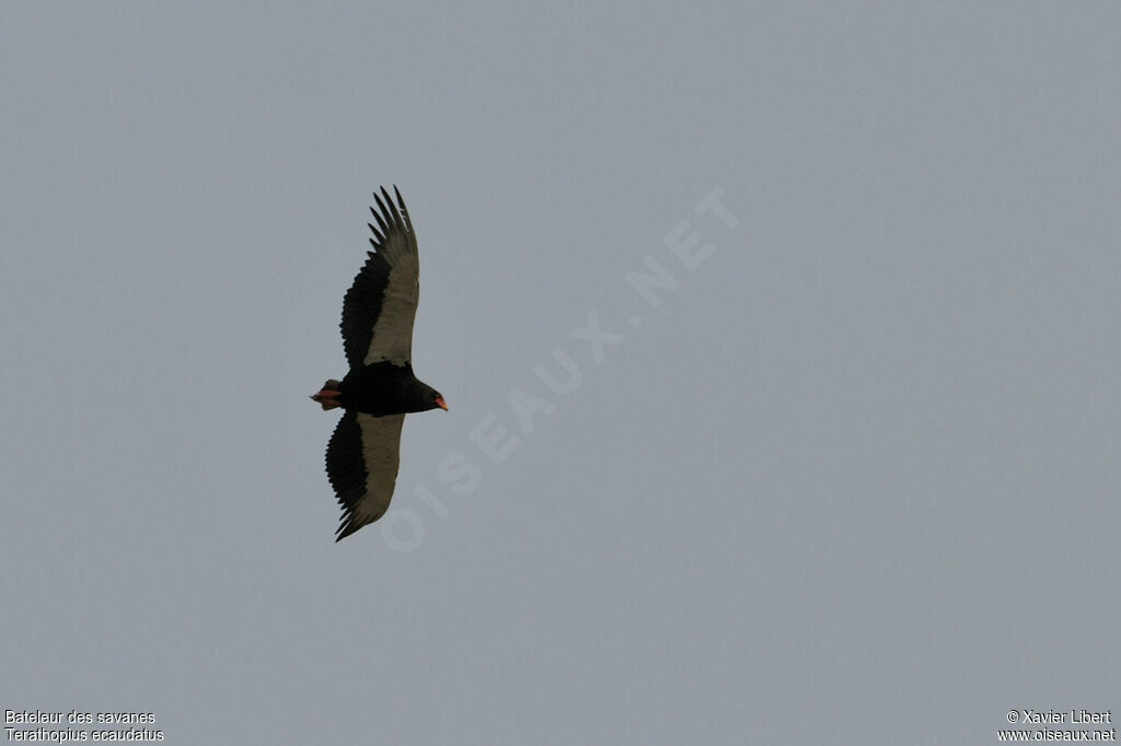 Bateleur male adult, Flight