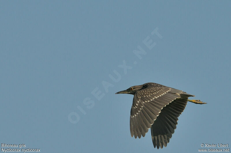 Black-crowned Night Heronjuvenile, identification