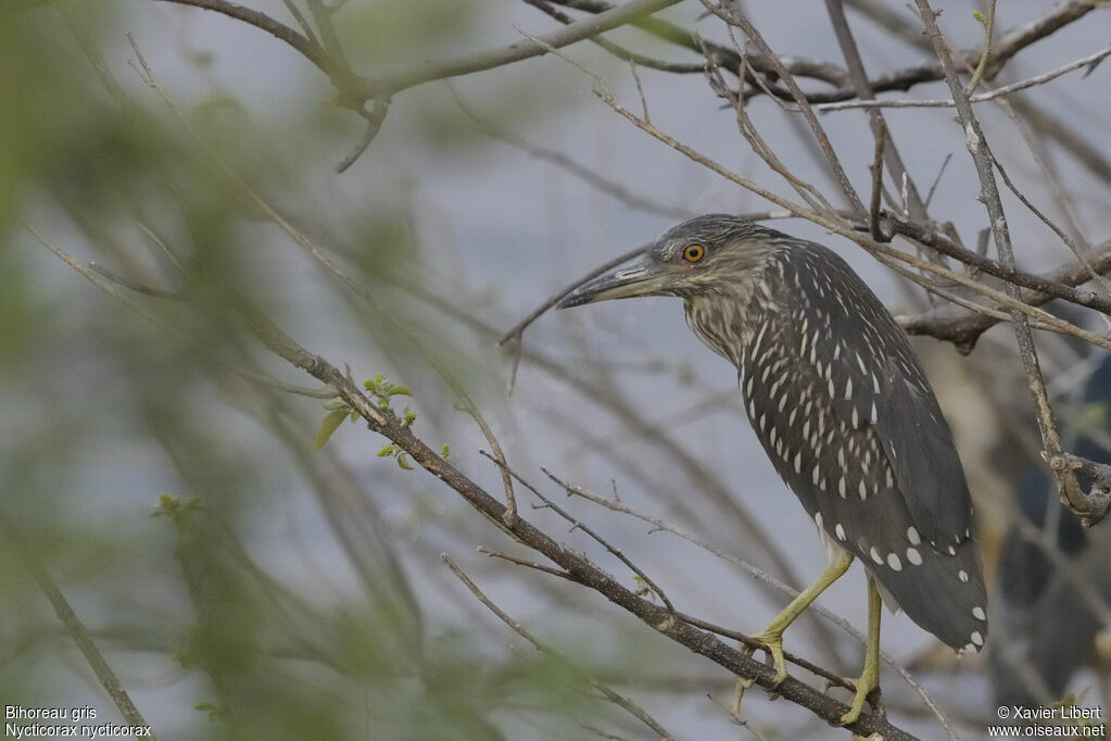 Black-crowned Night Heronjuvenile, identification