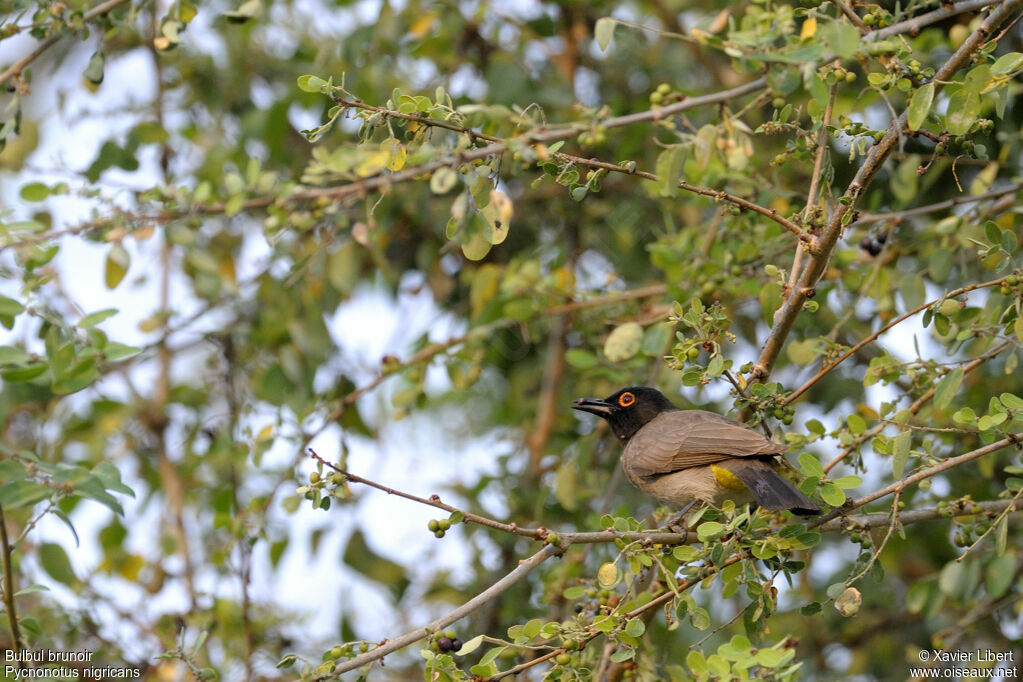 Bulbul brunoiradulte, identification