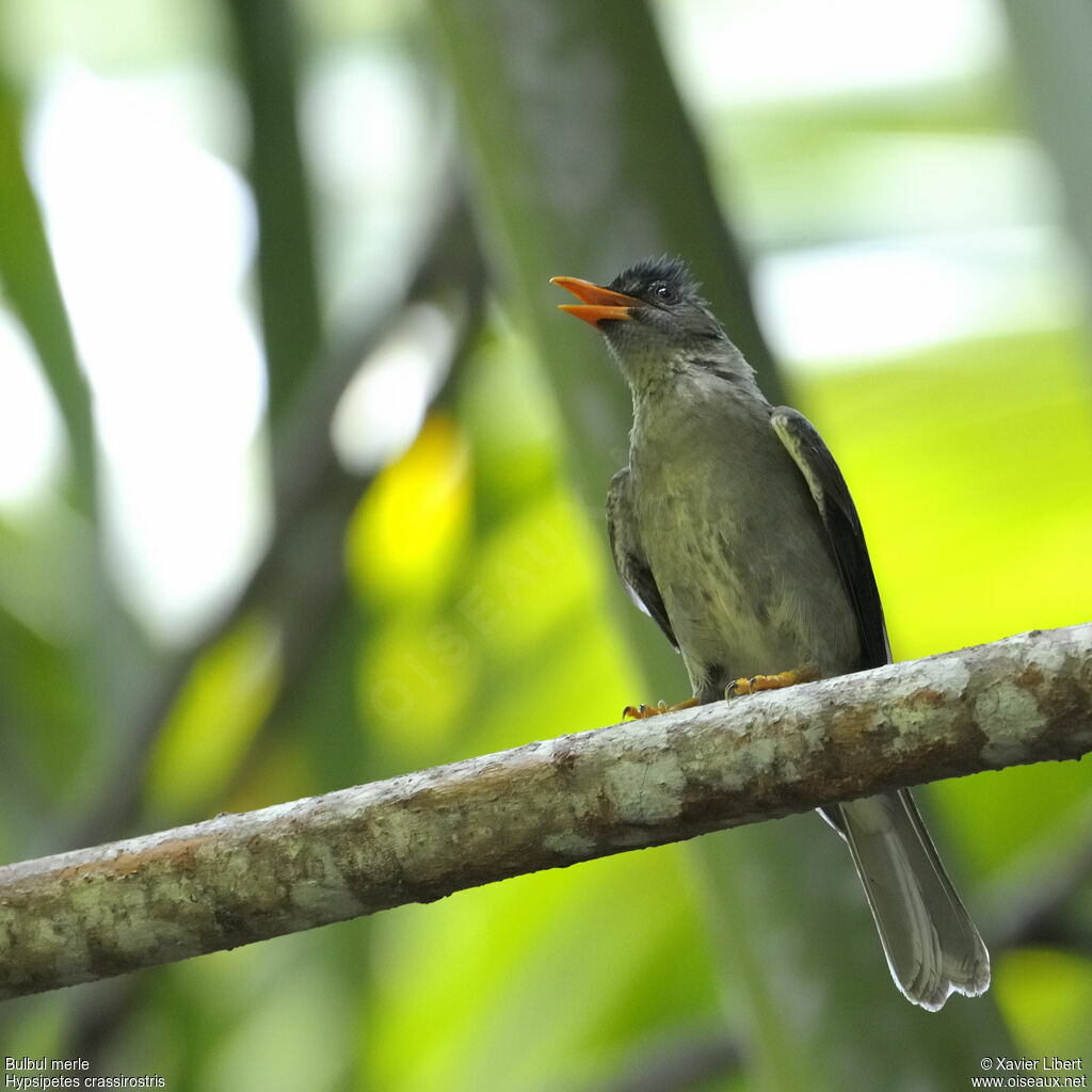Bulbul merle, identification