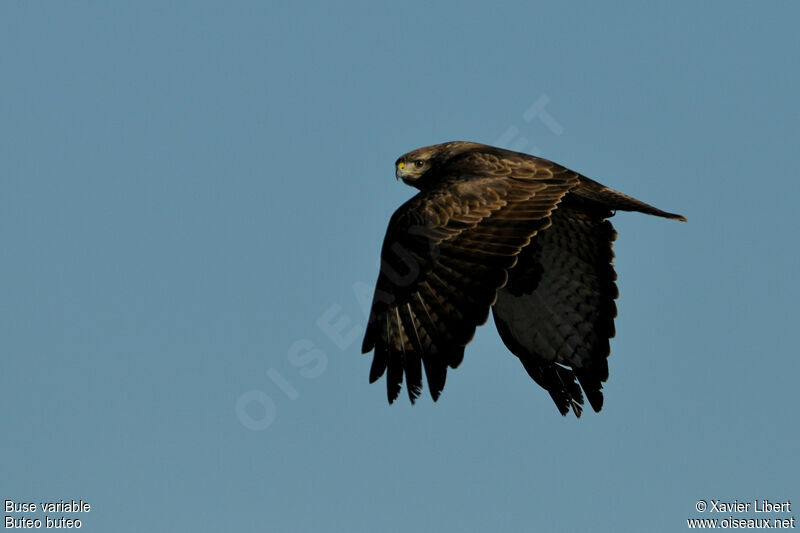 Buse variableadulte, identification