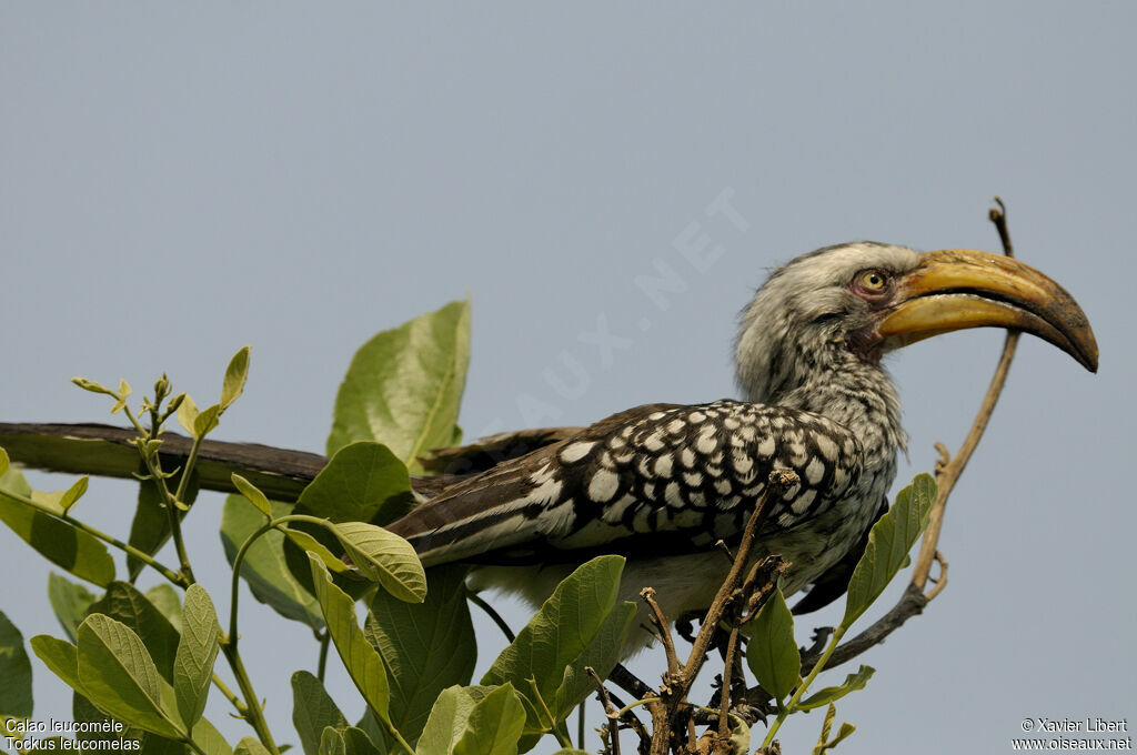 Calao leucomèle femelle adulte, identification